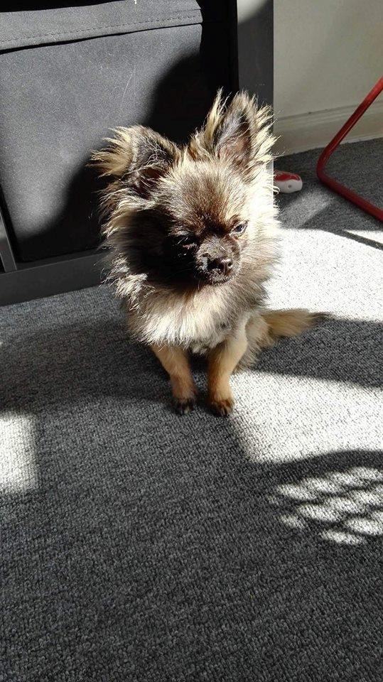 Blanding af racer Bacon billede 17