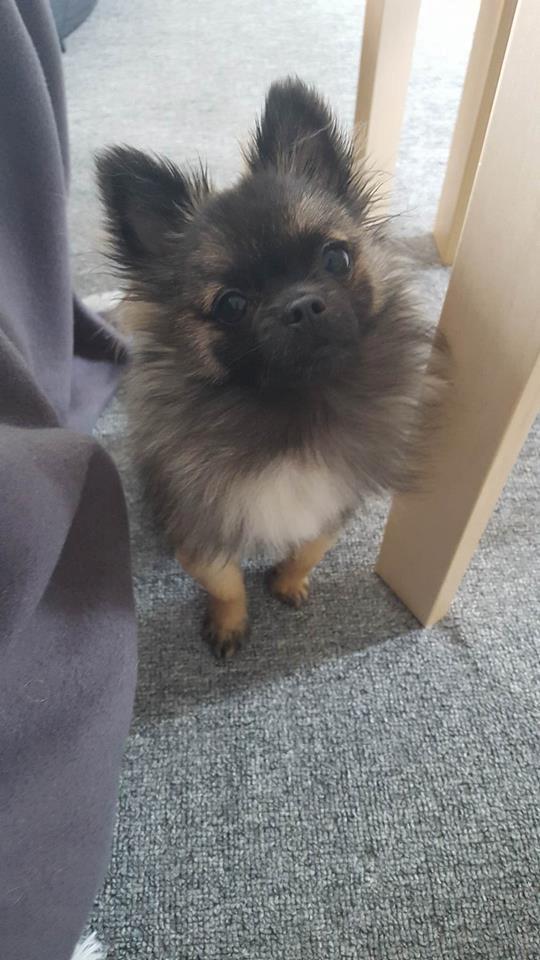 Blanding af racer Bacon billede 18