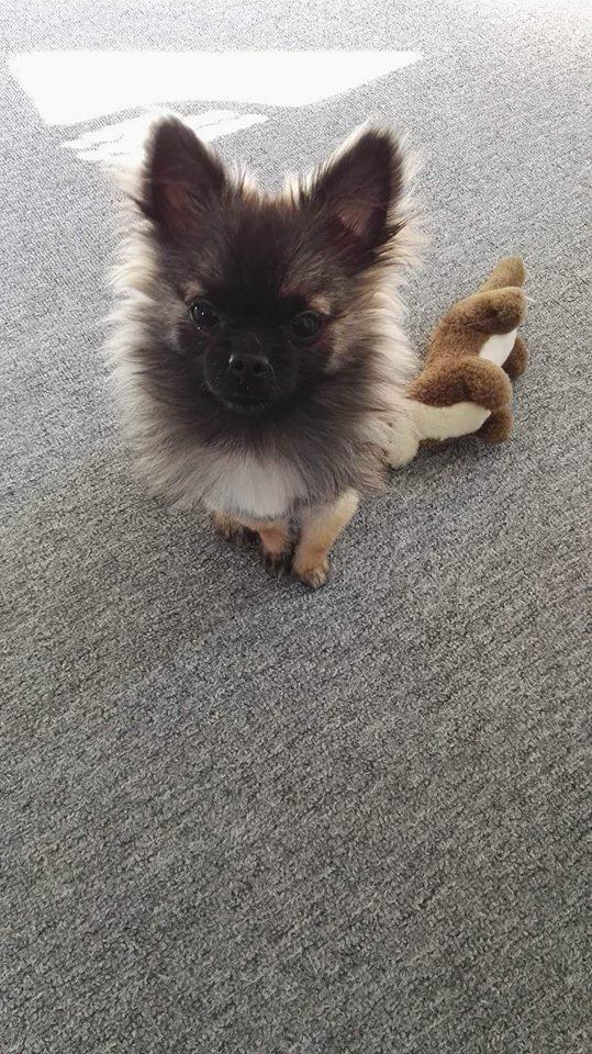 Blanding af racer Bacon billede 16