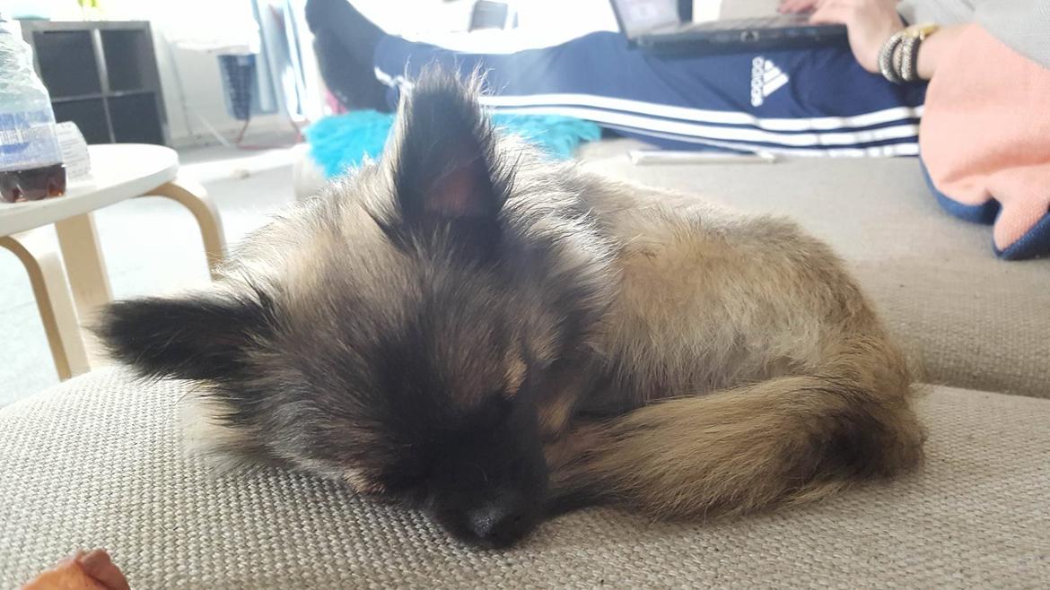 Blanding af racer Bacon billede 19