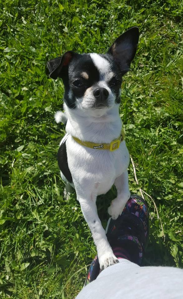 Chihuahua Yankee Pride's Aspen Colorado (Lillegutt) billede 29