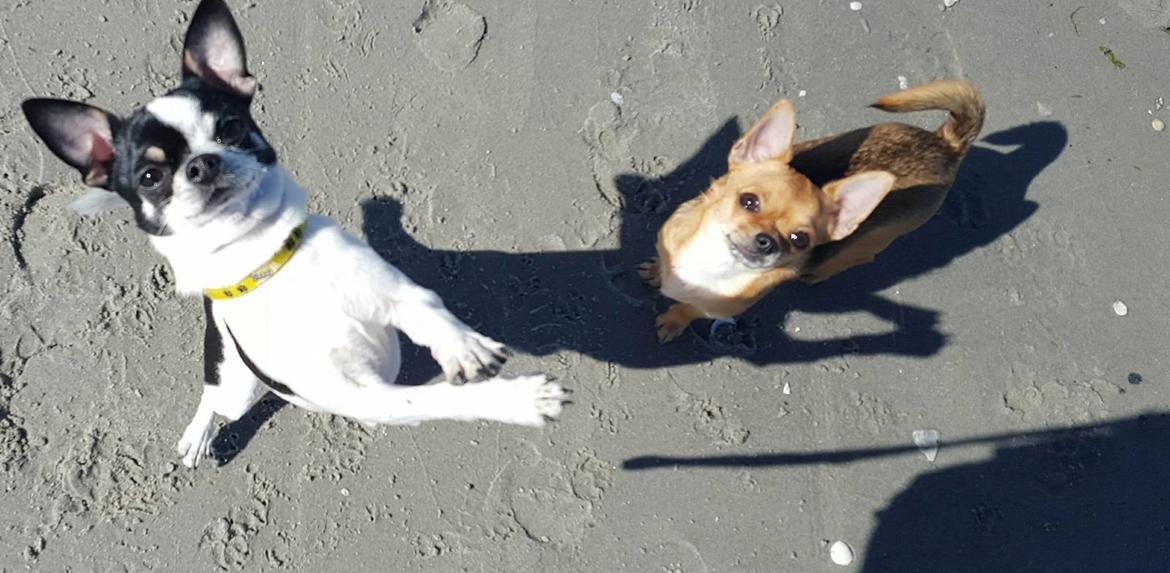 Chihuahua Yankee Pride's Aspen Colorado (Lillegutt) billede 31