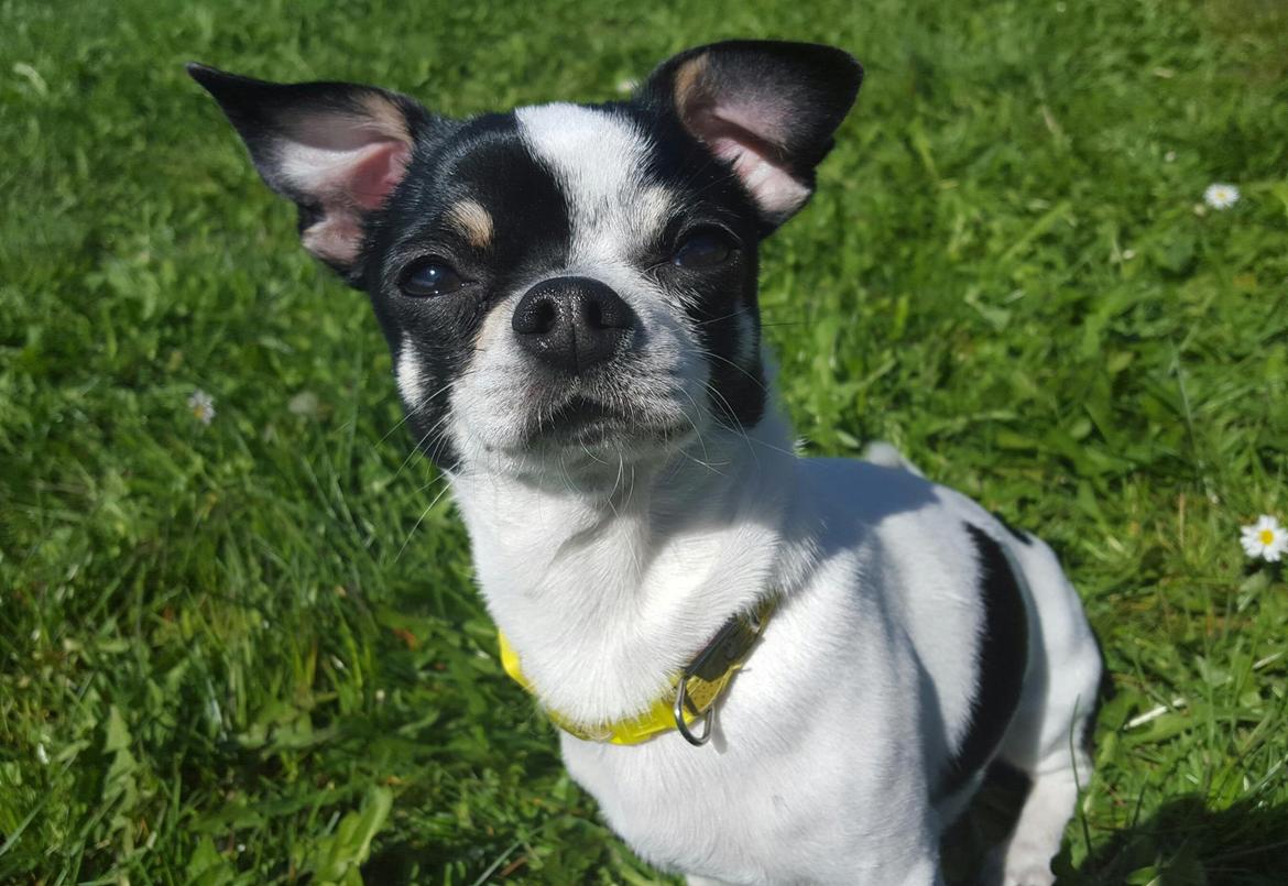 Chihuahua Yankee Pride's Aspen Colorado (Lillegutt) billede 32