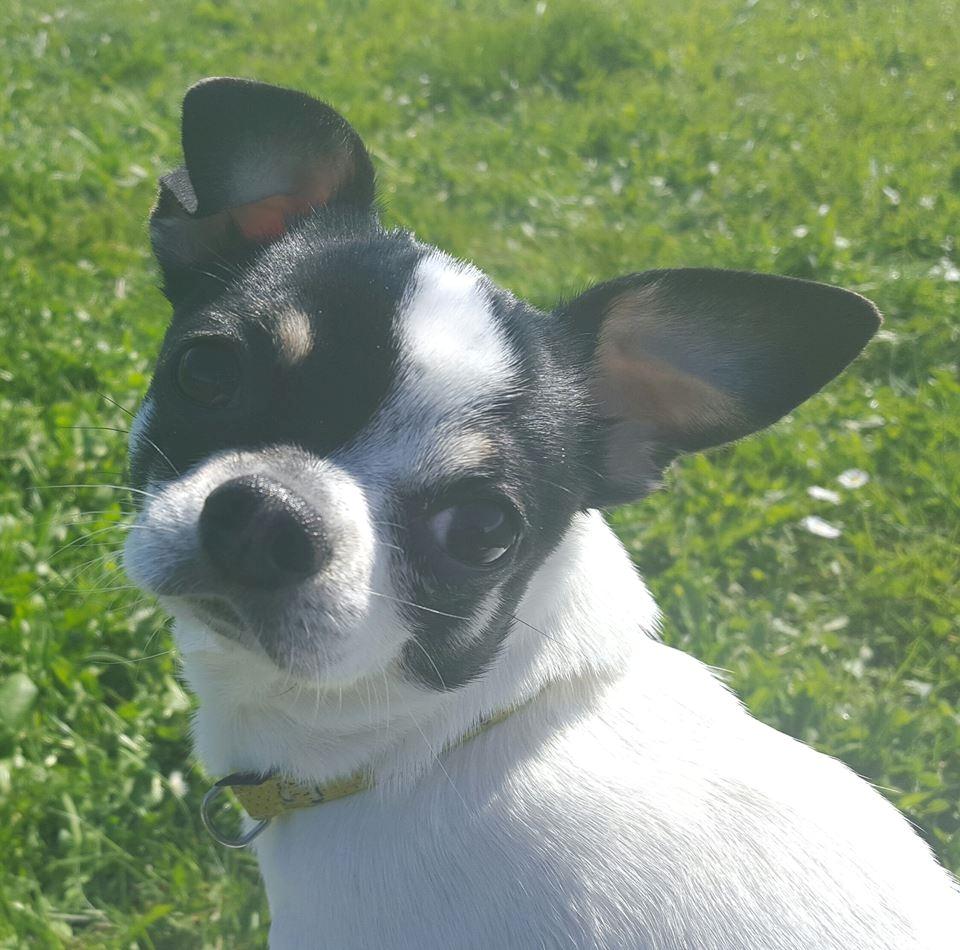 Chihuahua Yankee Pride's Aspen Colorado (Lillegutt) billede 33