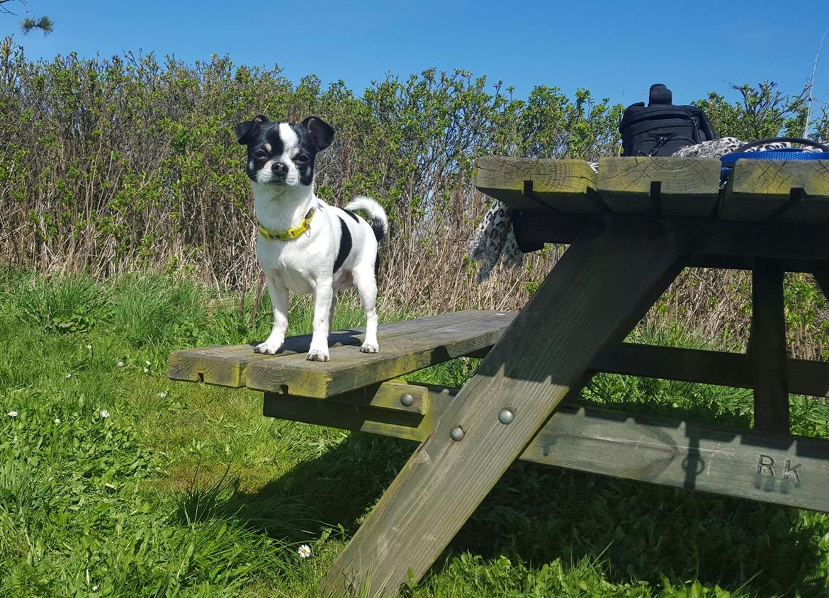 Chihuahua Yankee Pride's Aspen Colorado (Lillegutt) billede 30