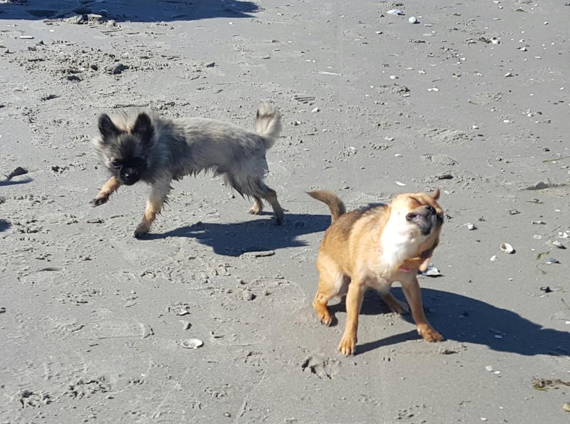 Chihuahua Mia billede 30