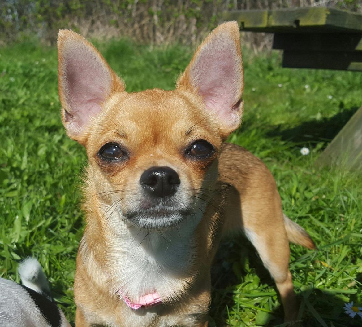 Chihuahua Mia billede 32