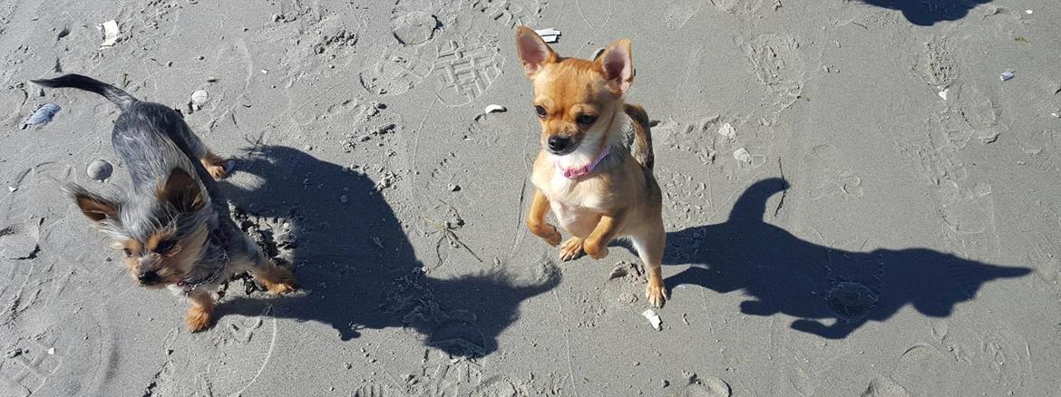 Chihuahua Mia billede 33