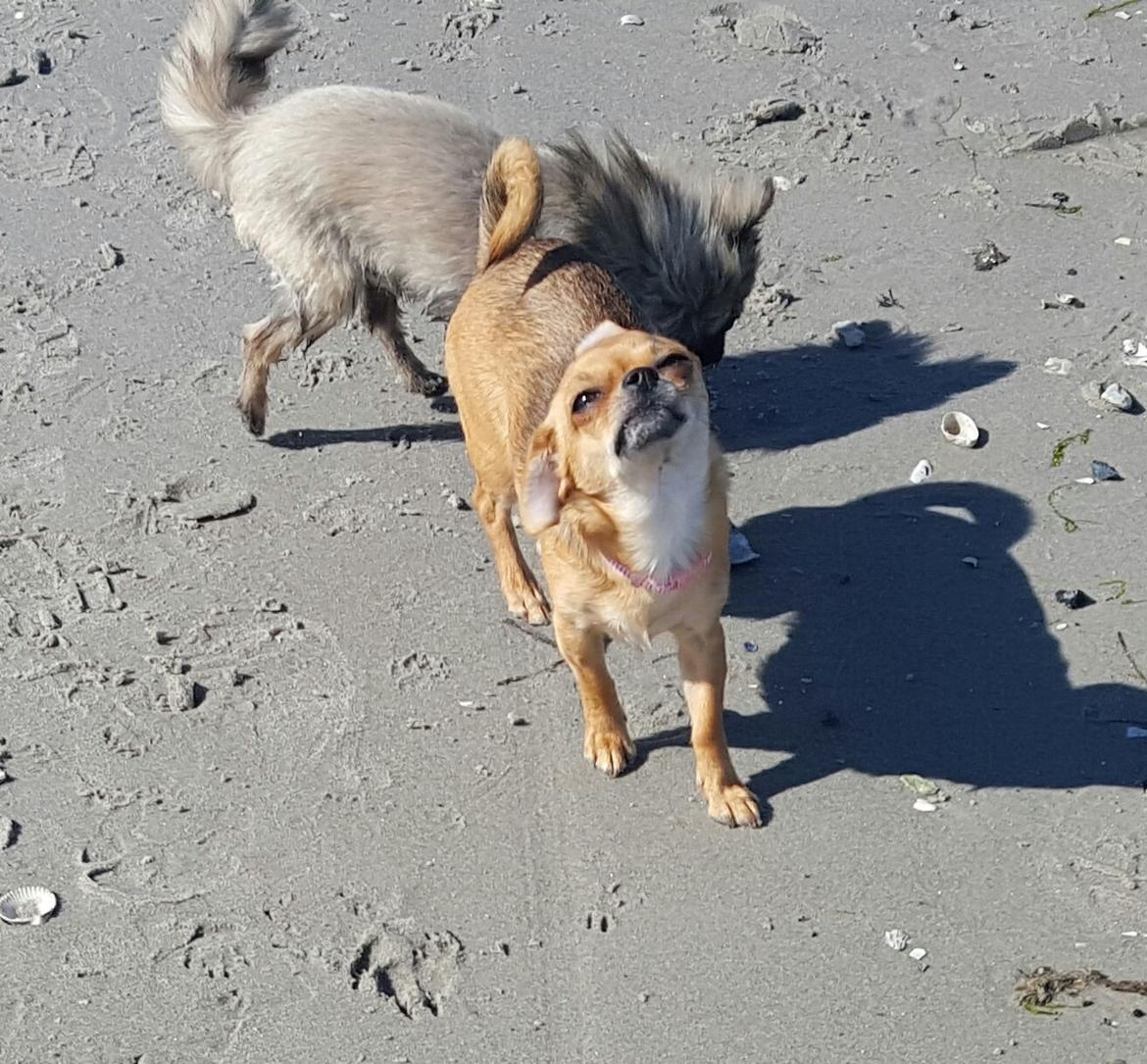 Chihuahua Mia billede 34