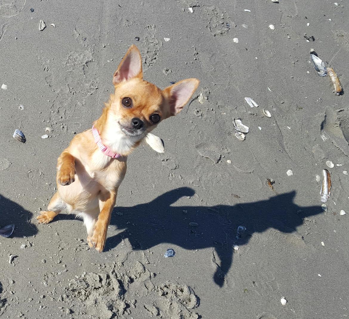 Chihuahua Mia billede 31