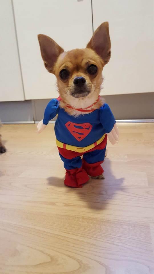 Chihuahua Mia billede 35