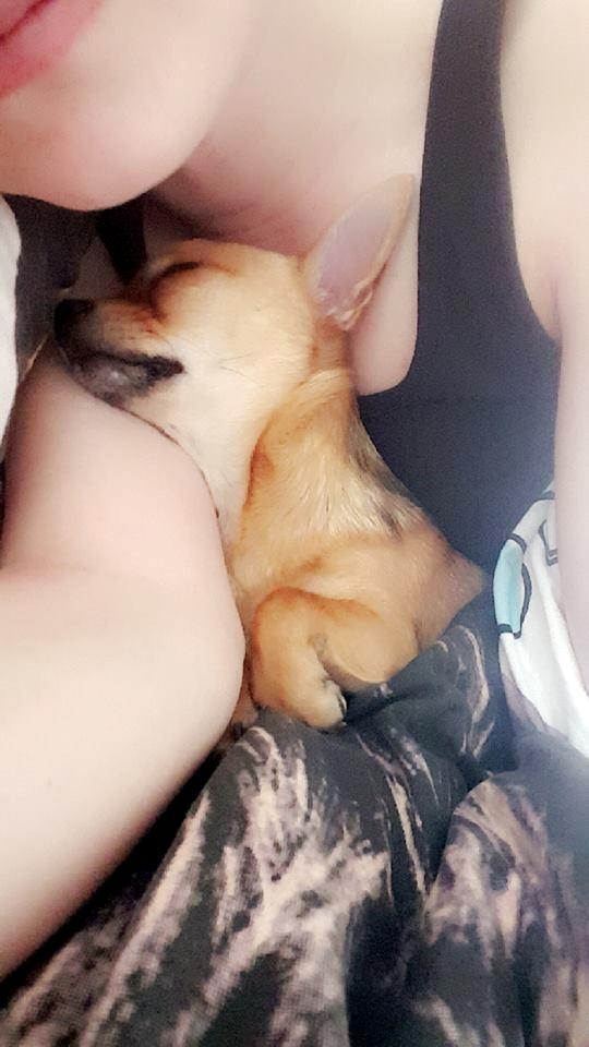 Chihuahua Mia billede 36