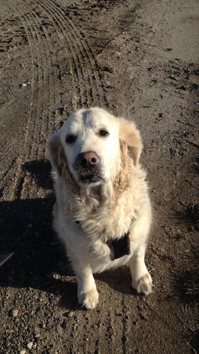 Golden retriever Nanna <3 billede 10