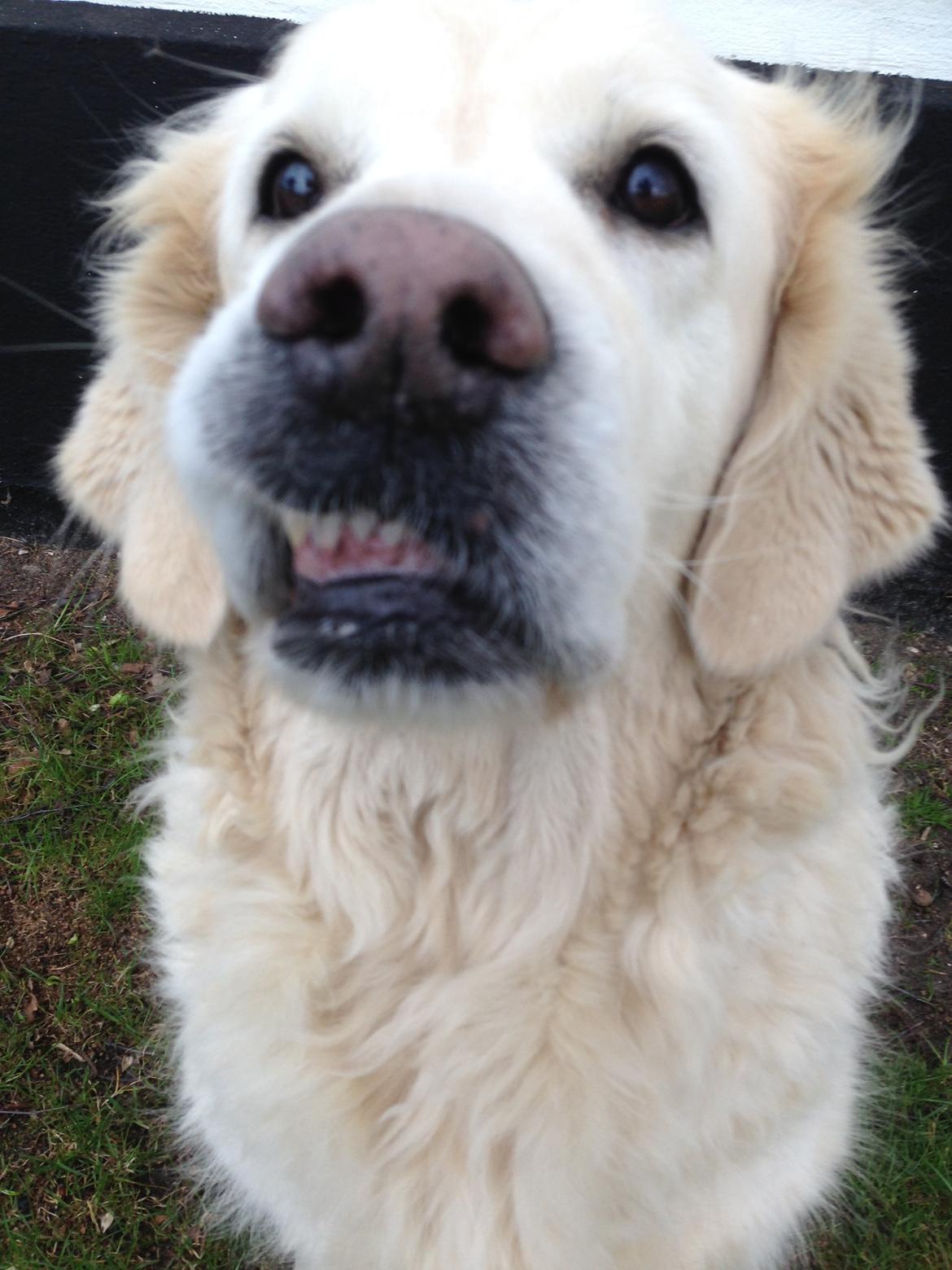 Golden retriever Nanna <3 - Her kan man se hun har underbid <3 billede 13