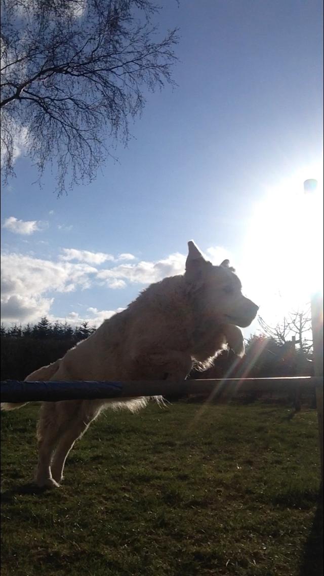 Golden retriever Nanna <3 - Degligeste hund i fantastisk spring! <3 billede 1