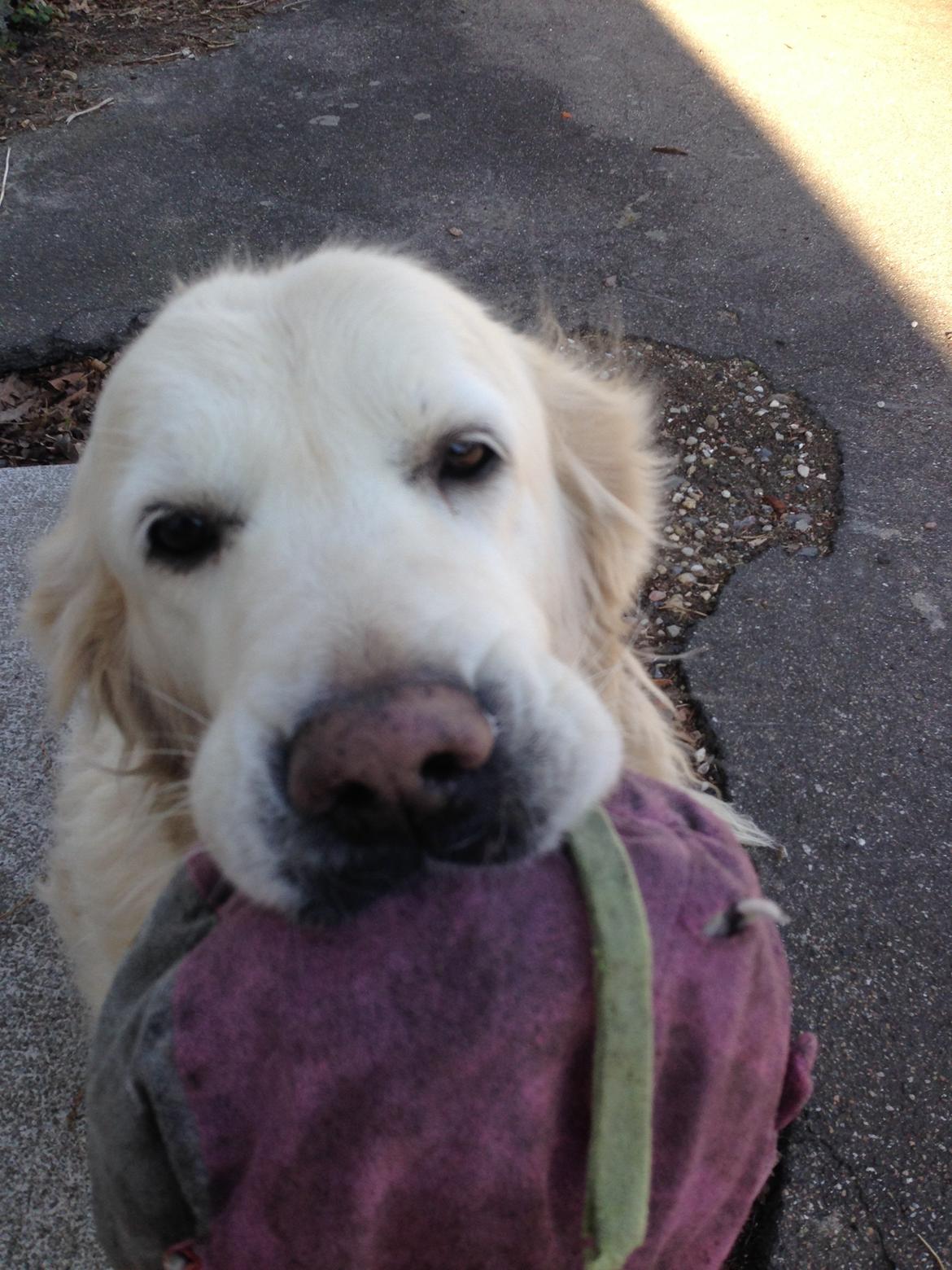 Golden retriever Nanna <3 - Nanna og hendes bamse <3 billede 14