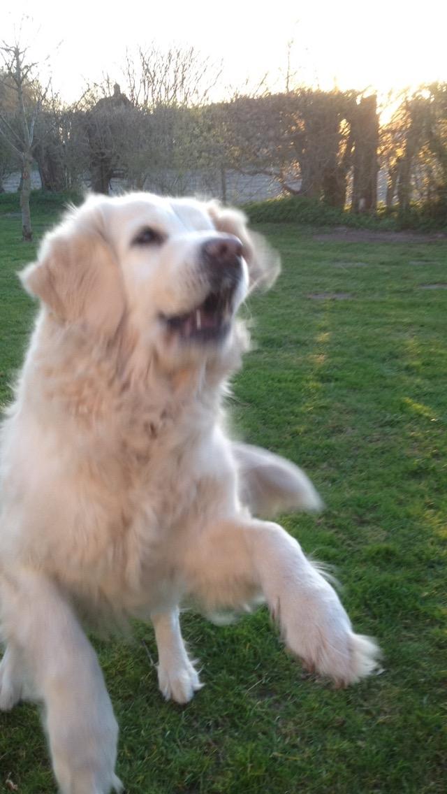 Golden retriever Nanna <3 billede 16