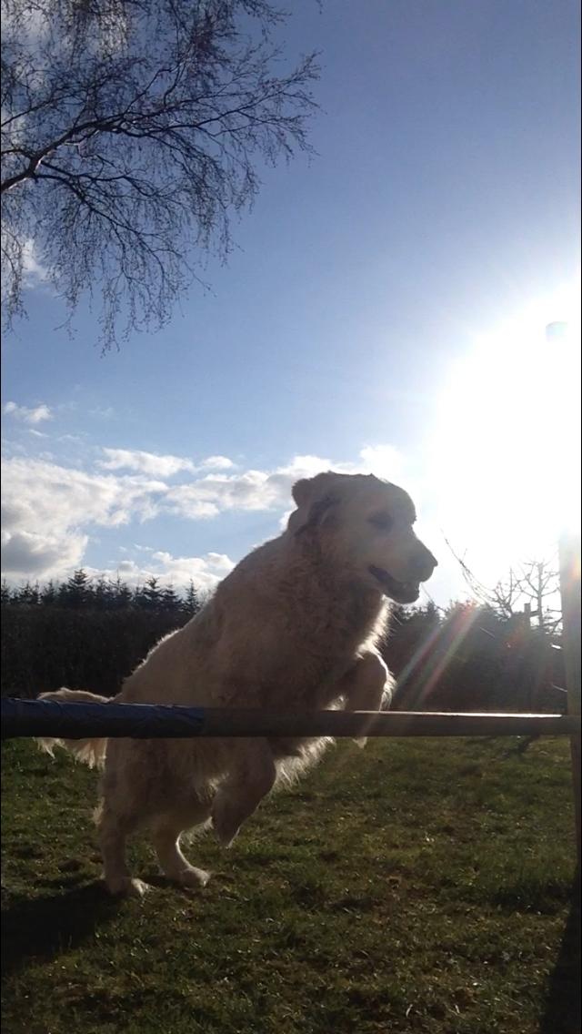 Golden retriever Nanna <3 billede 17