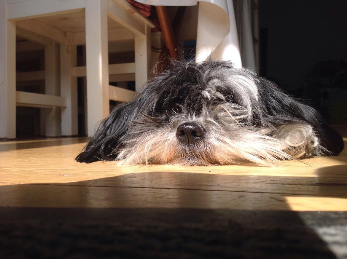 Blanding af racer Ngui billede 4