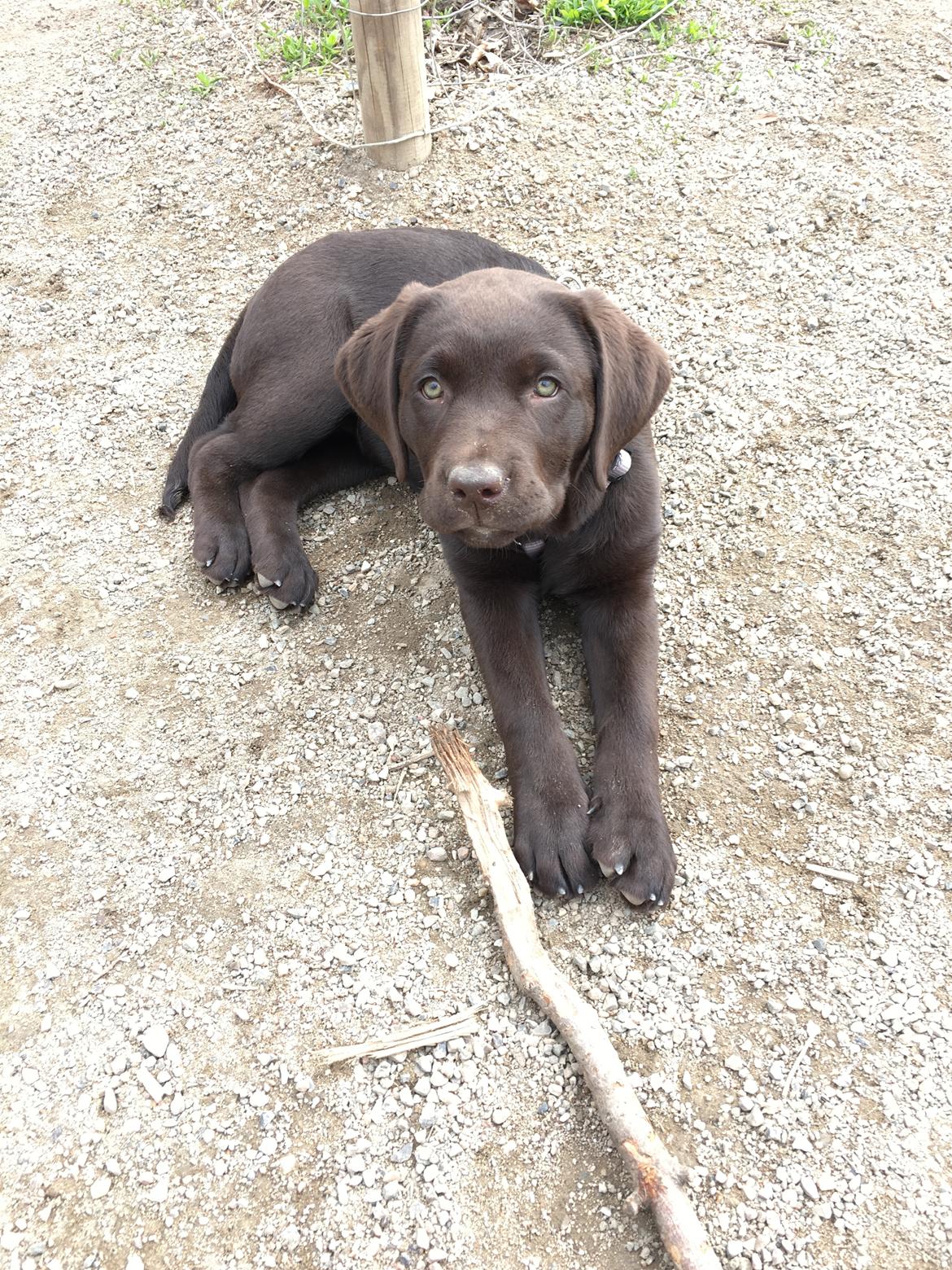 Labrador retriever Emma billede 8