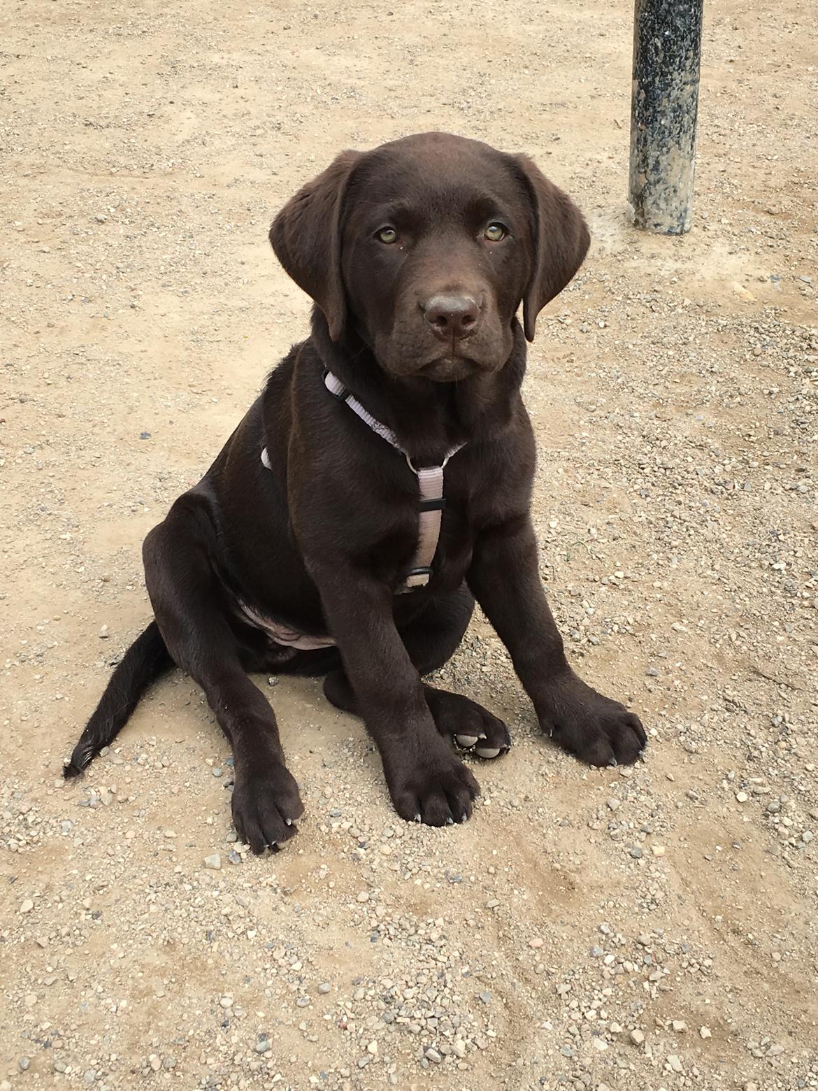 Labrador retriever Emma billede 3