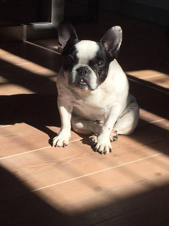 Fransk bulldog Ania billede 2