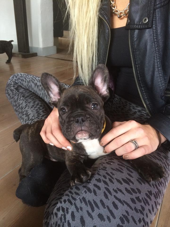 Fransk bulldog Ania - Anias barnebarn billede 4