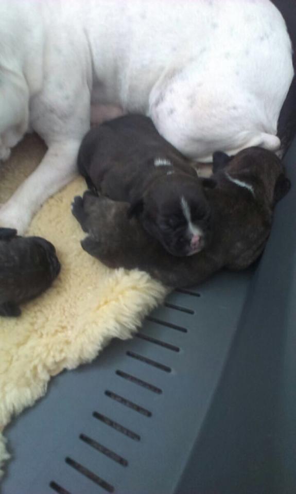 Fransk bulldog Ania - Hendes børnebørn billede 6