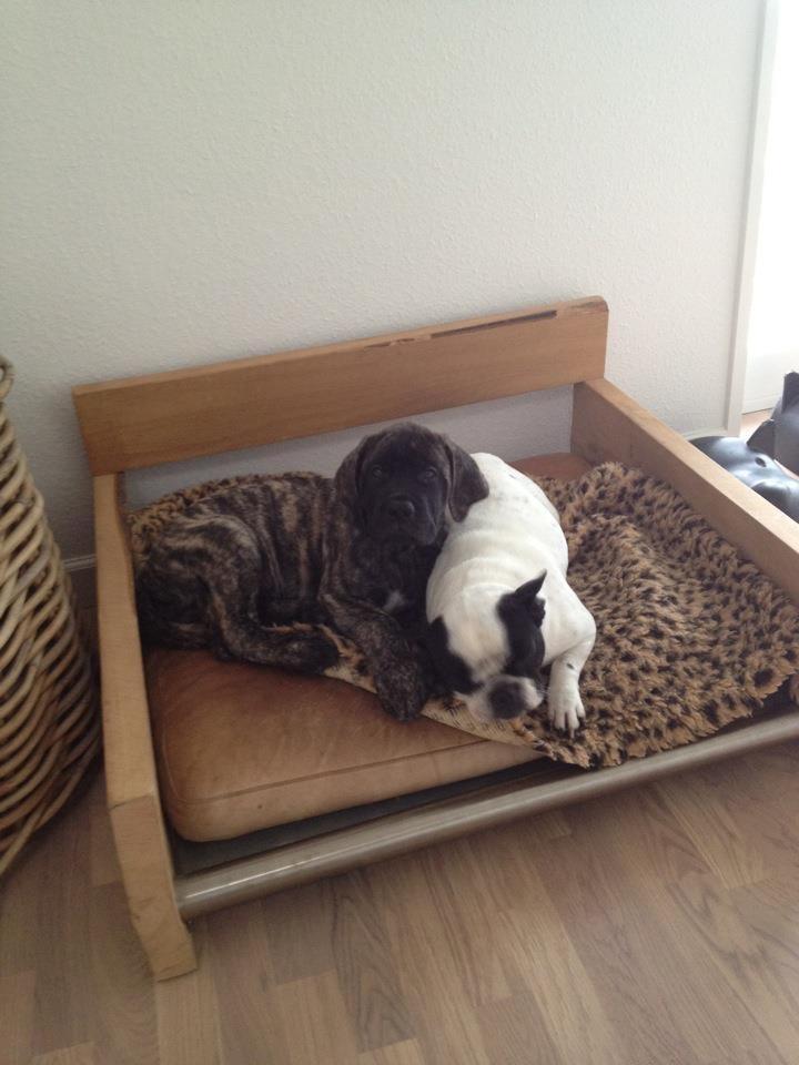 Fransk bulldog Ania - Ania og vores tidligere engelsk mastiff billede 7