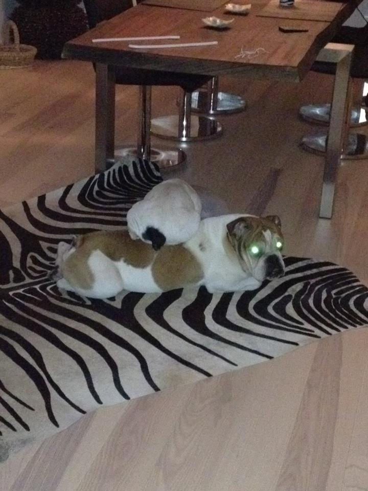 Fransk bulldog Ania - Ania og vores højt elskede og savnet Flemming🍃 billede 8