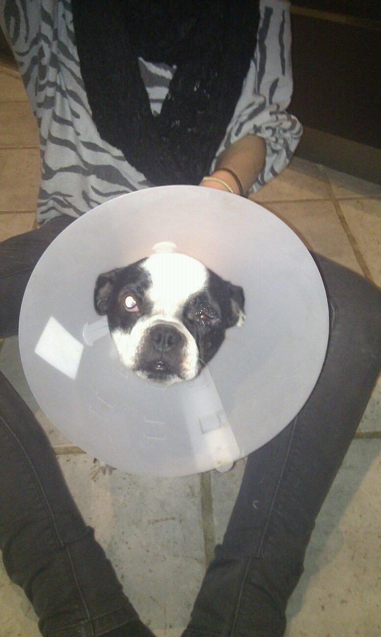 Fransk bulldog Ania - Flemming fik kradset Anias øje i stykker, så hun skulle opereres 2 gange. Øjet reddede de, men de ved ikke hvor meget hun kan se, men efterhånden er hun helt blind i mørke desværre😔 billede 9