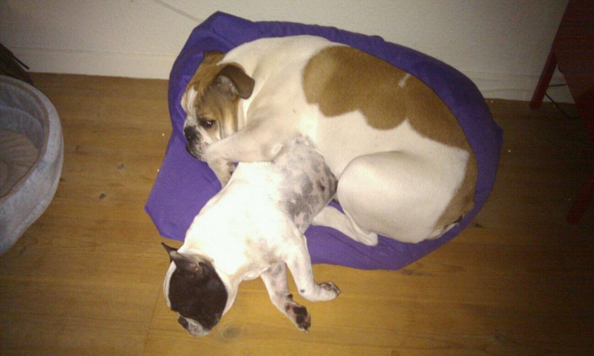 Fransk bulldog Ania billede 10