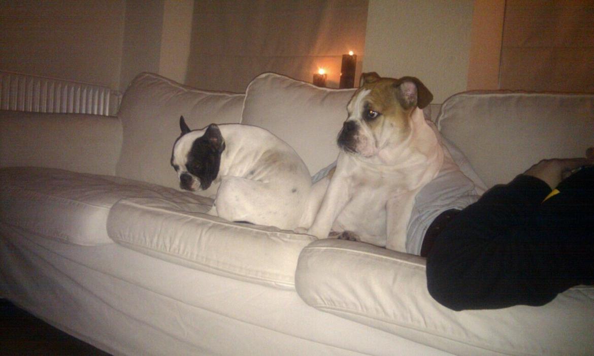 Fransk bulldog Ania billede 12