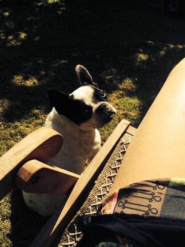 Fransk bulldog Ania billede 5