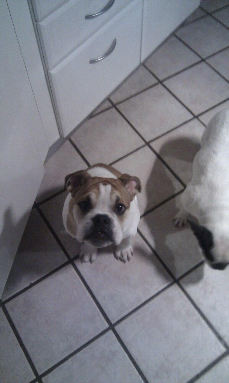 Fransk bulldog Ania billede 13