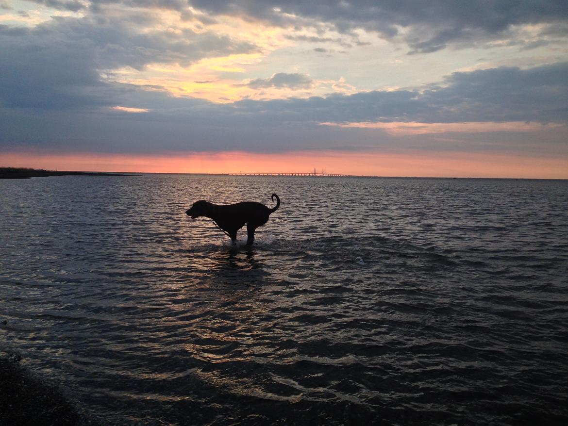 Dobermann RD Attractive Anastacia billede 12