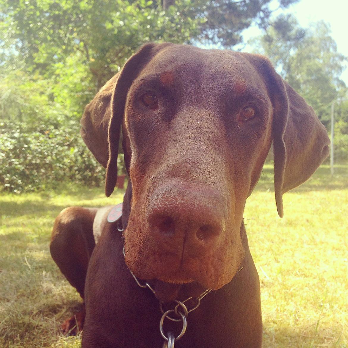 Dobermann RD Attractive Anastacia billede 13