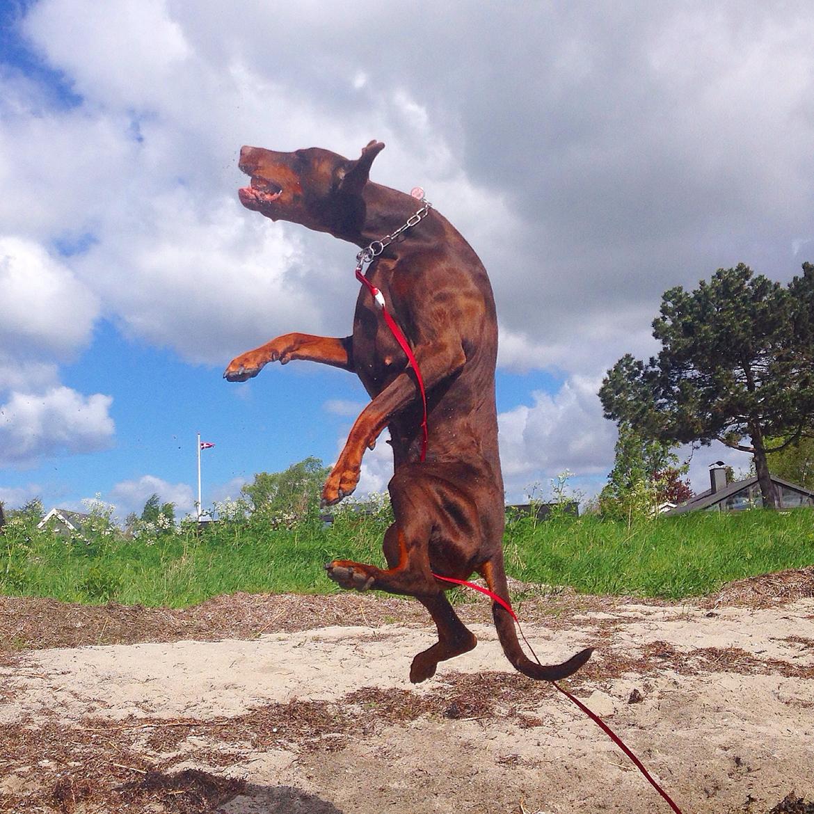 Dobermann RD Attractive Anastacia billede 16