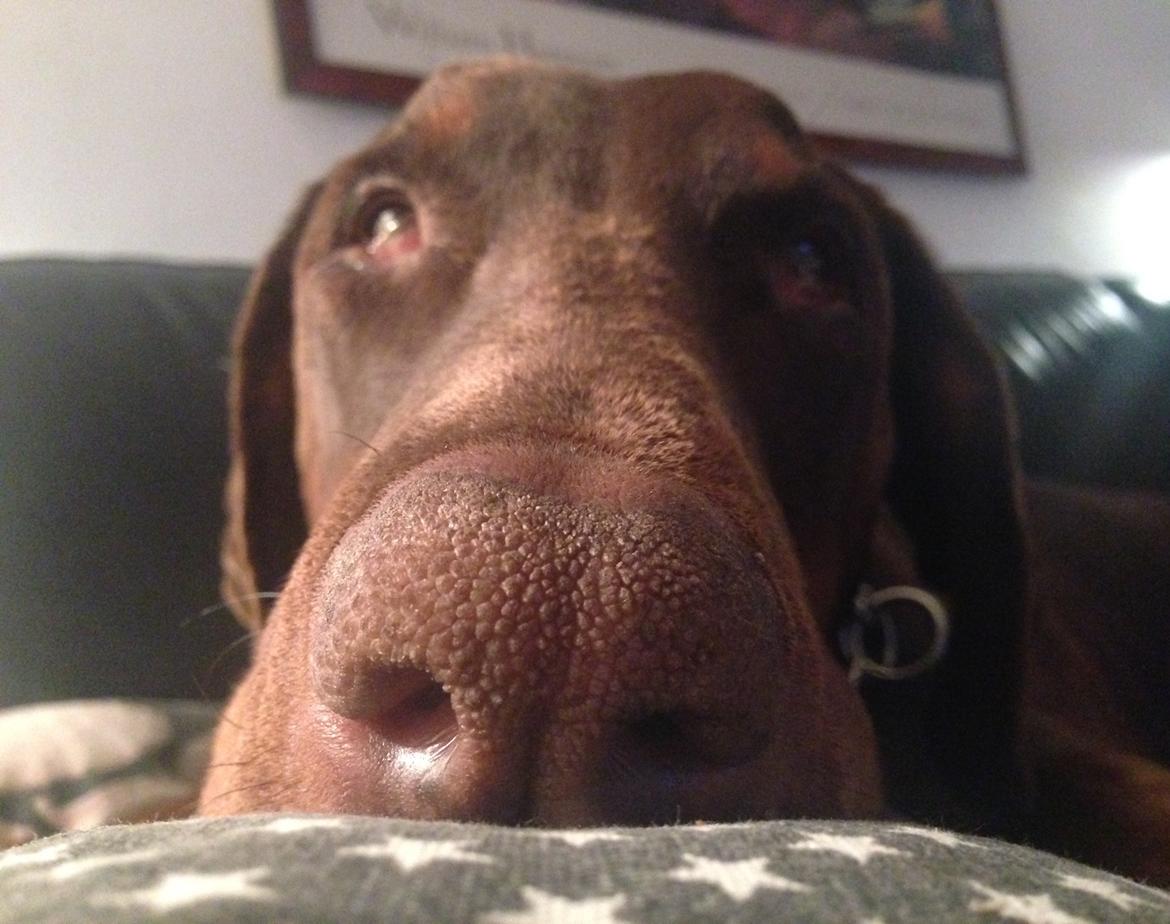 Dobermann RD Attractive Anastacia billede 19