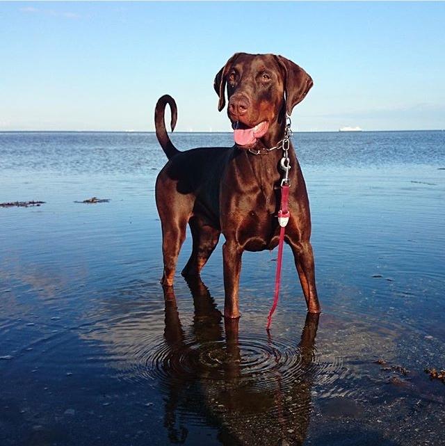 Dobermann RD Attractive Anastacia billede 18