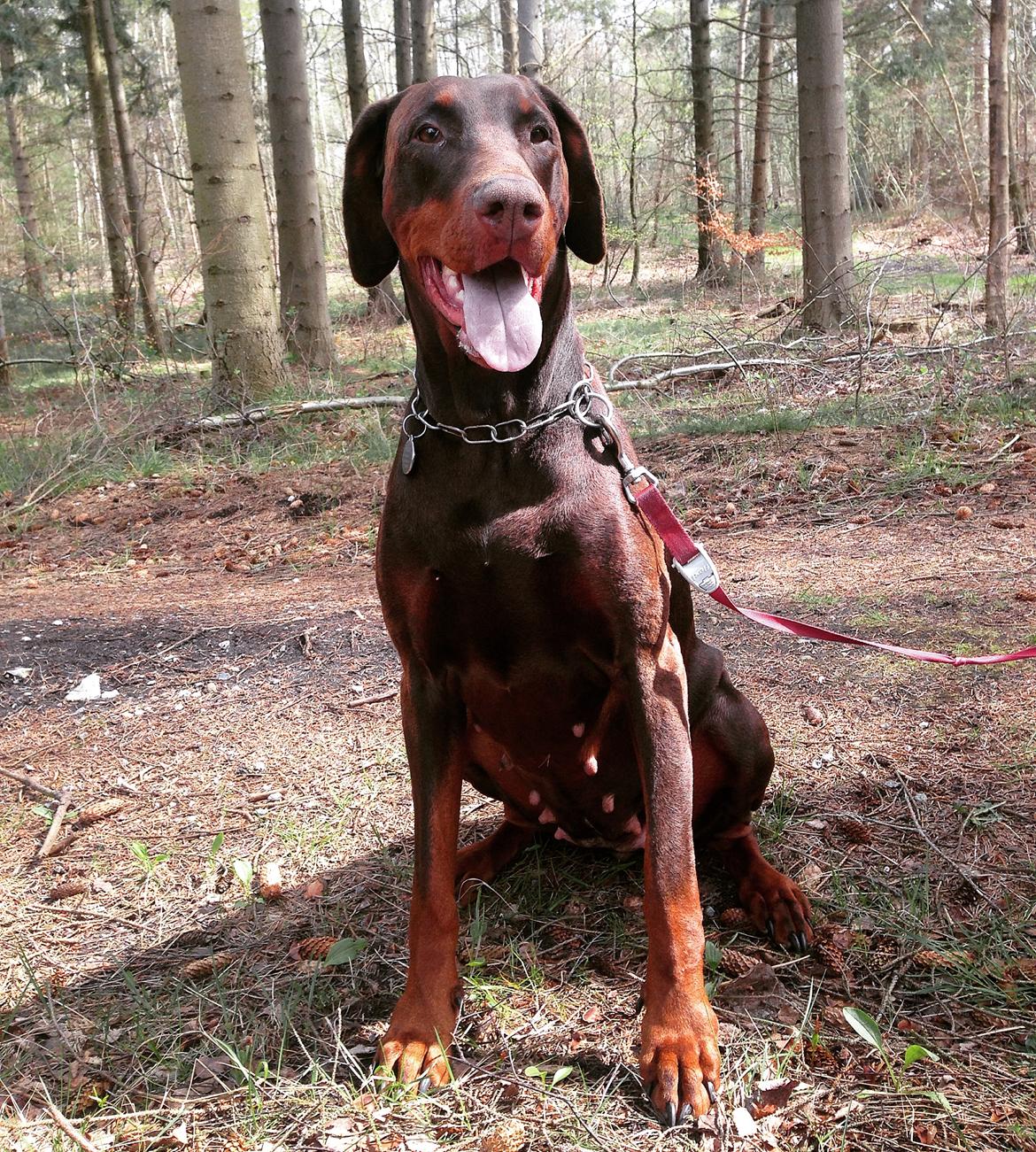 Dobermann RD Attractive Anastacia billede 20