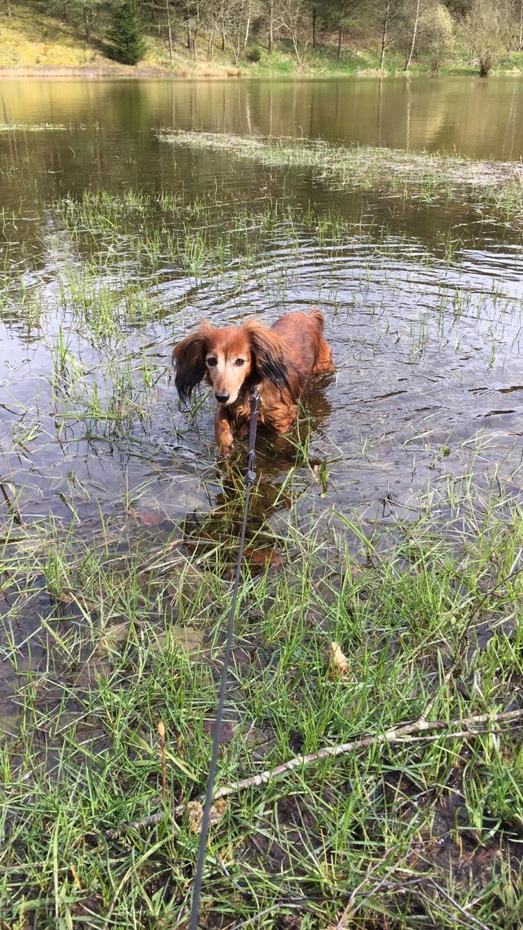 Miniature gravhund Cirkeline  billede 4