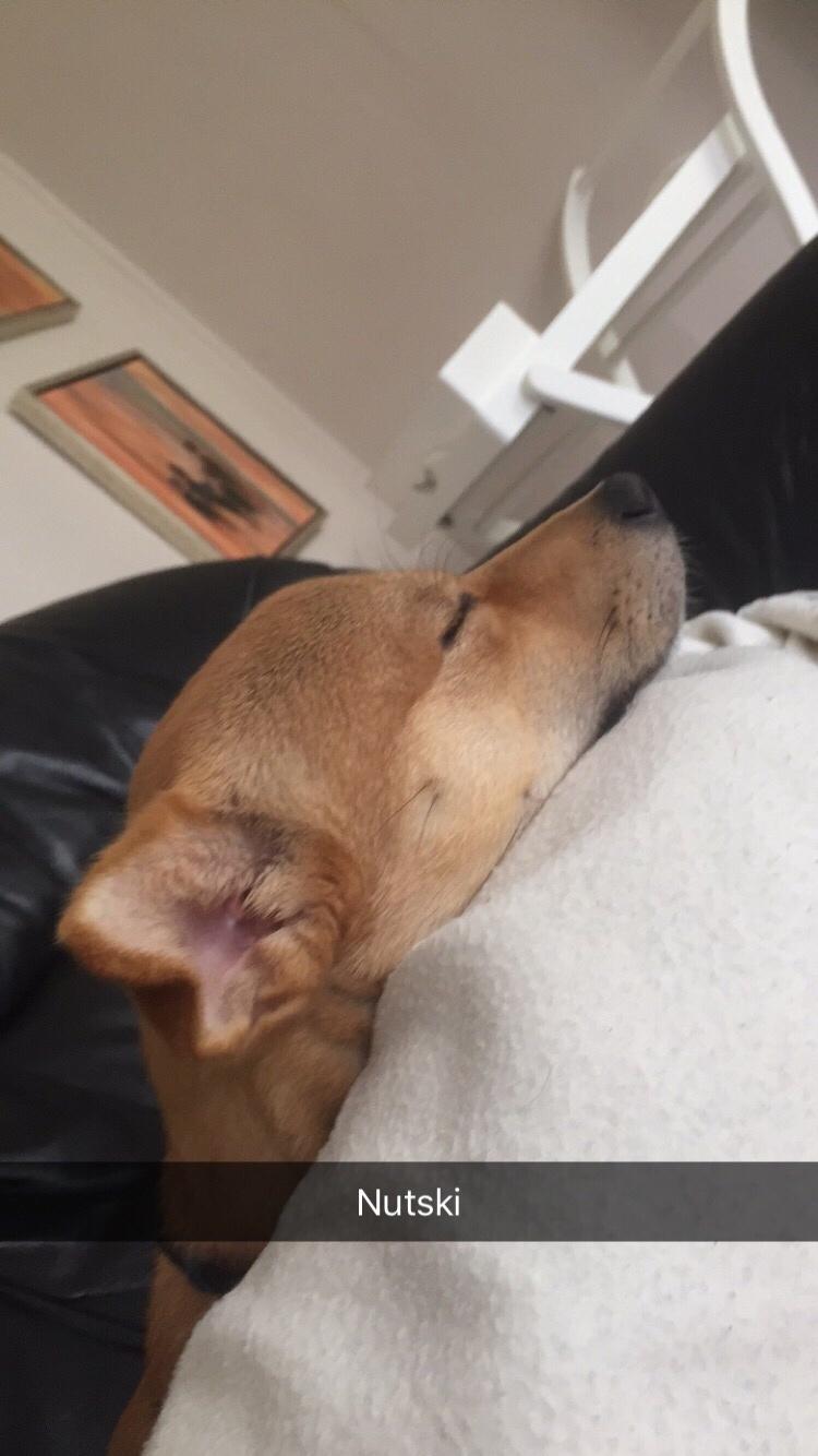 Blanding af racer Kenzo billede 50