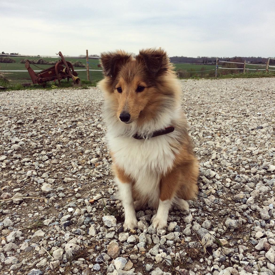 Shetland sheepdog Canto billede 6