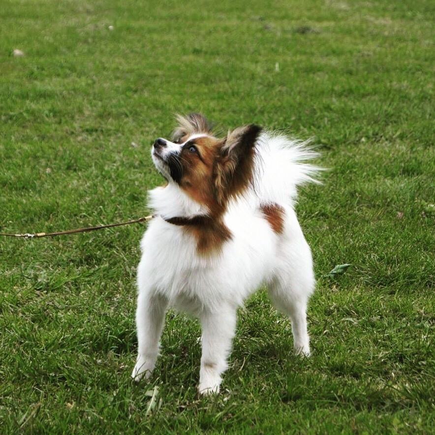Papillon Nellie billede 28