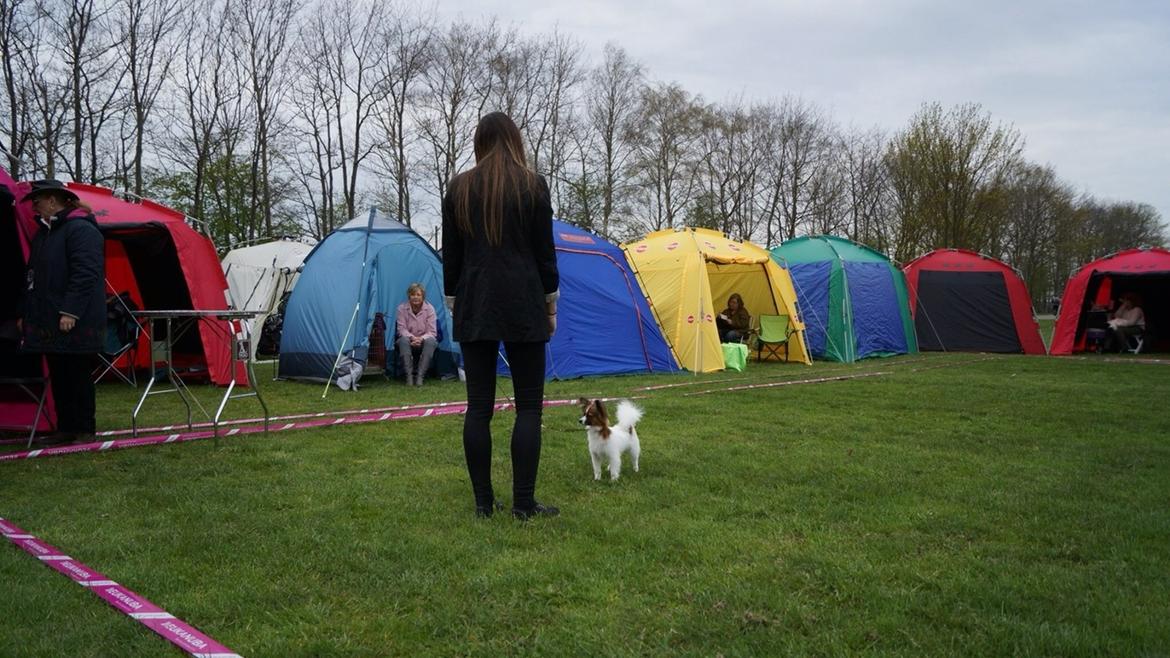 Papillon Nellie billede 29