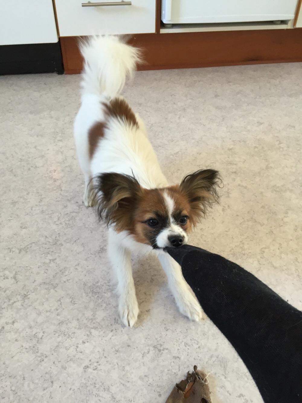 Papillon Nellie billede 34