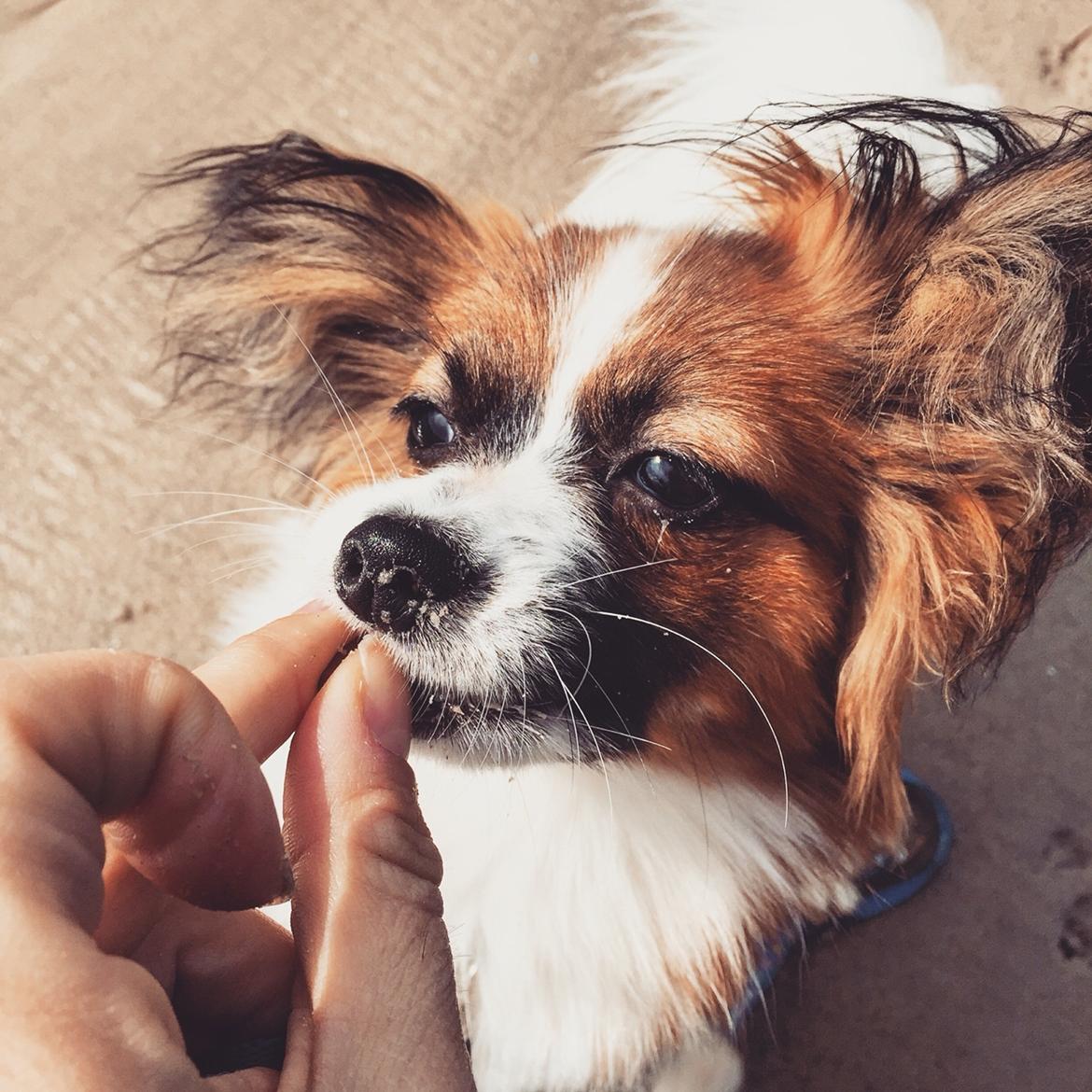 Papillon Nellie billede 32