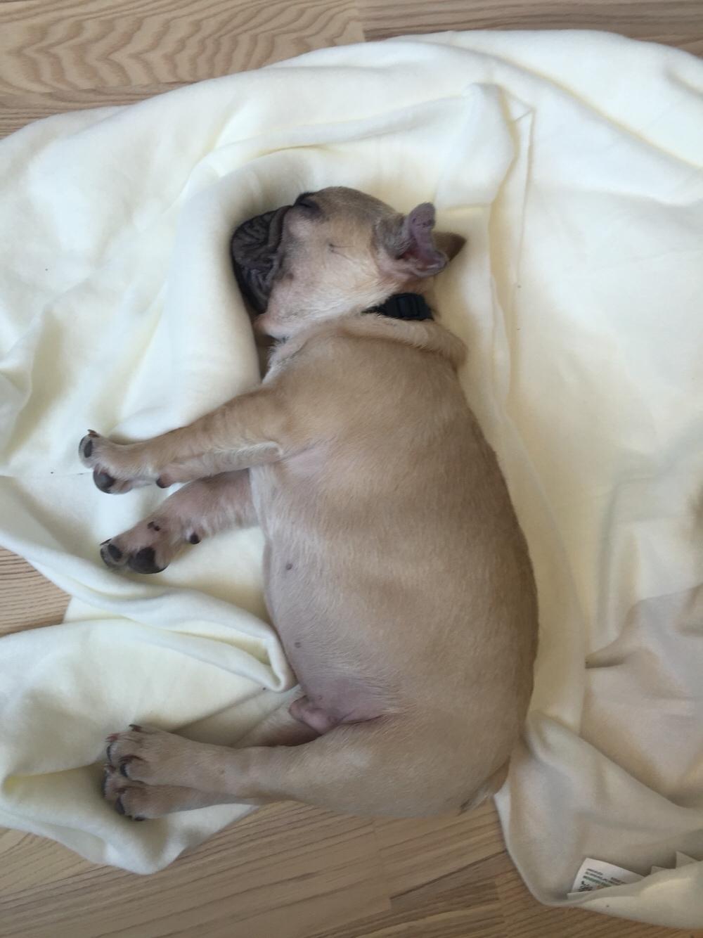 Fransk bulldog Chester billede 8