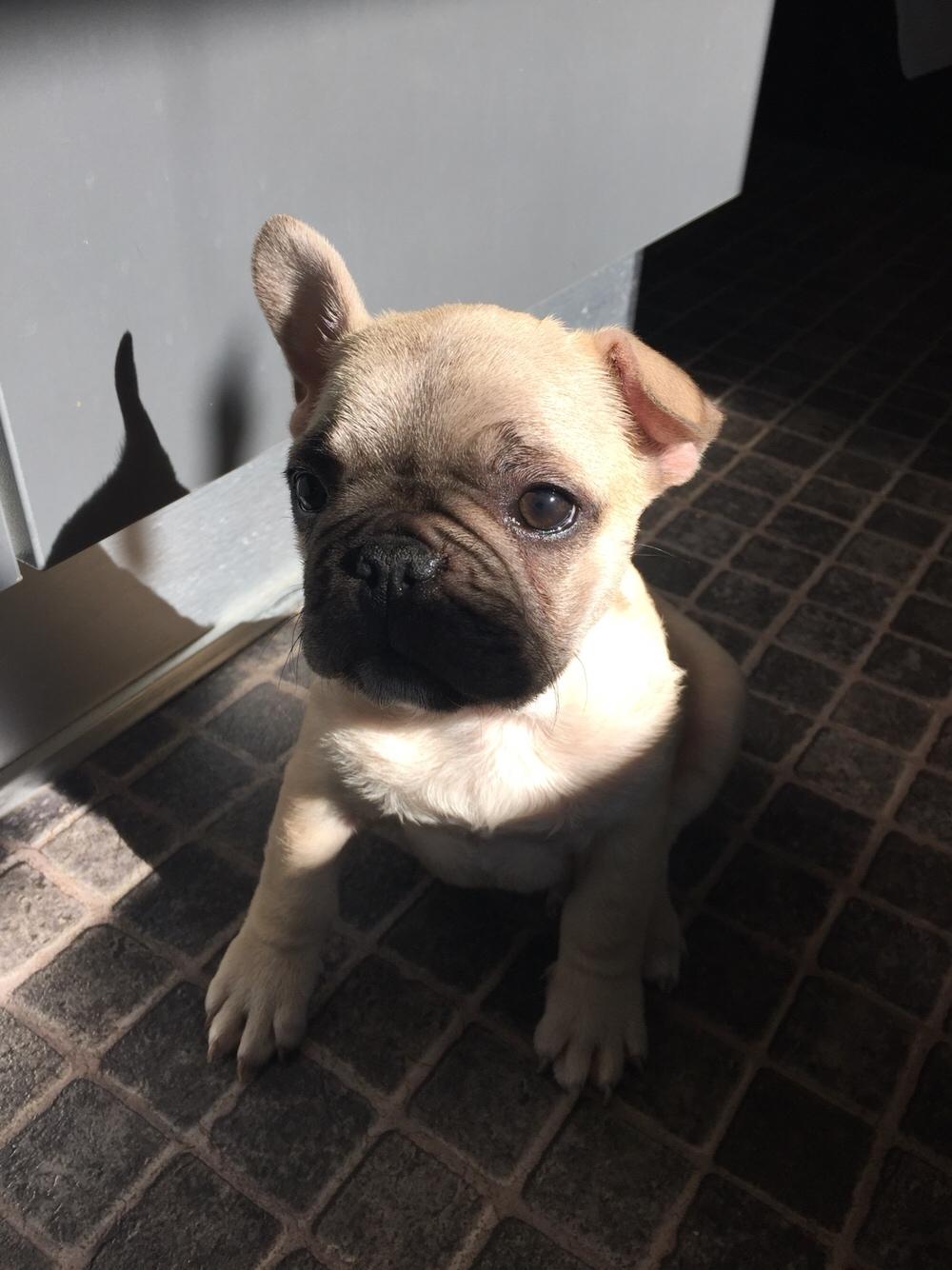 Fransk bulldog Chester billede 9